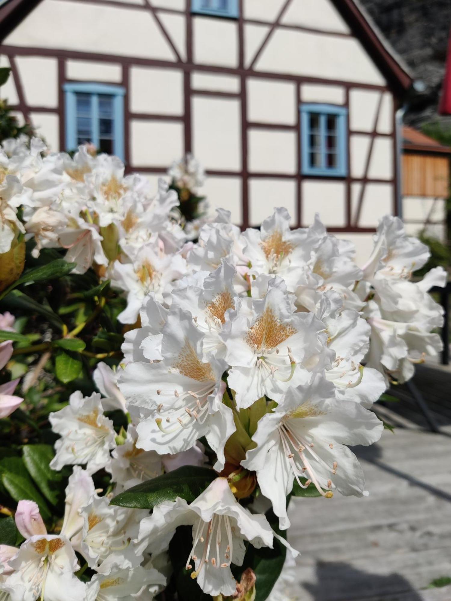 Ferienwohnungen Felsenkeller Bielatal Rosenthal-Bielatal Екстер'єр фото